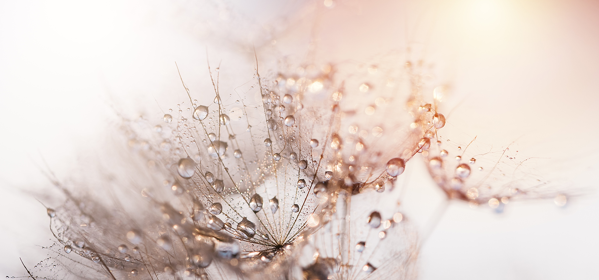 Soul Mission Academy - Kontakt